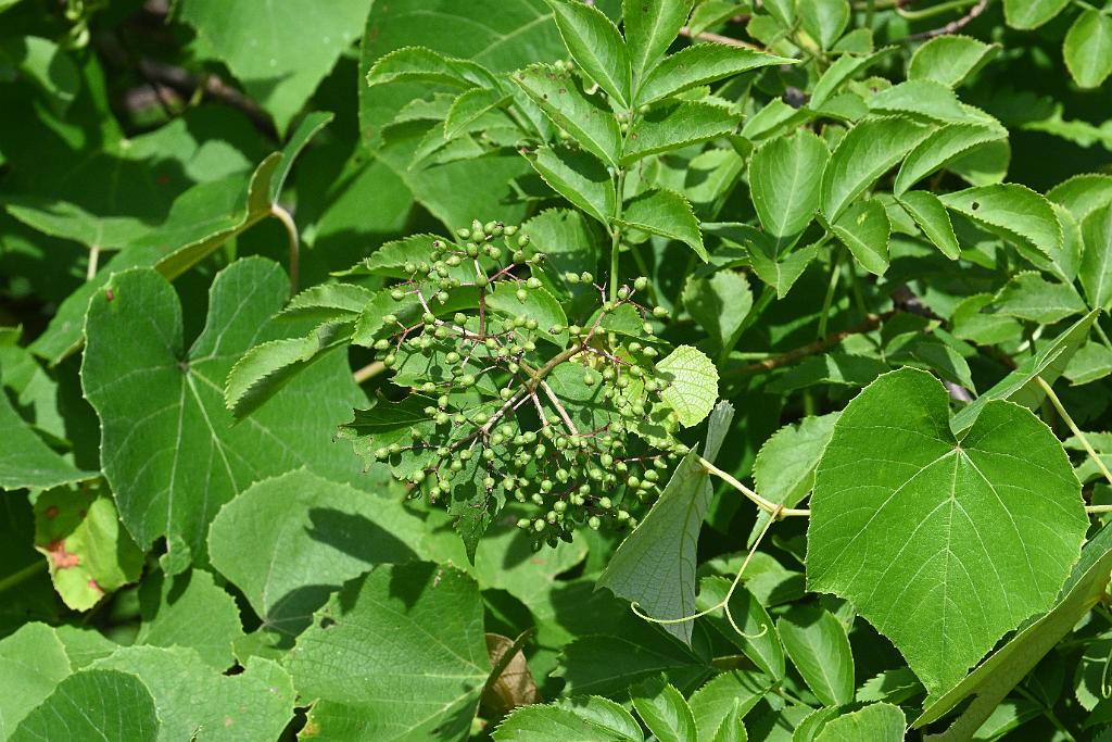 2025-07199747 Tower Hill Botanic Garden, MA.JPG - American Elderberry. New England Botanic Garden at Tower Hill, MA, 7-19-2025